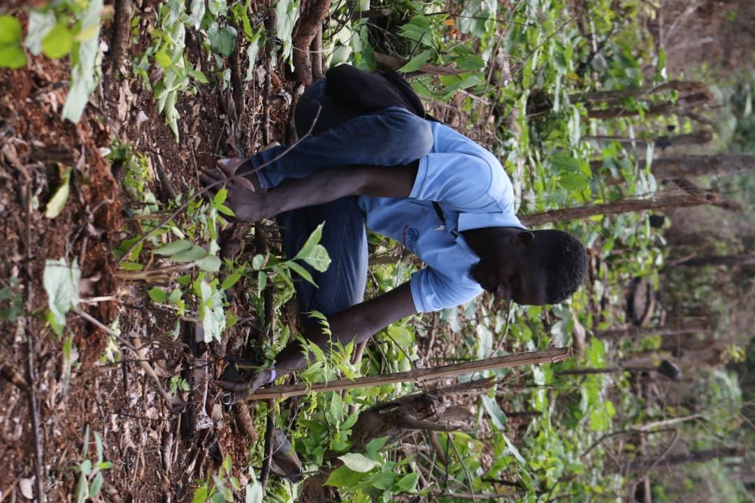 PLYFA team member planting mahogany seedling