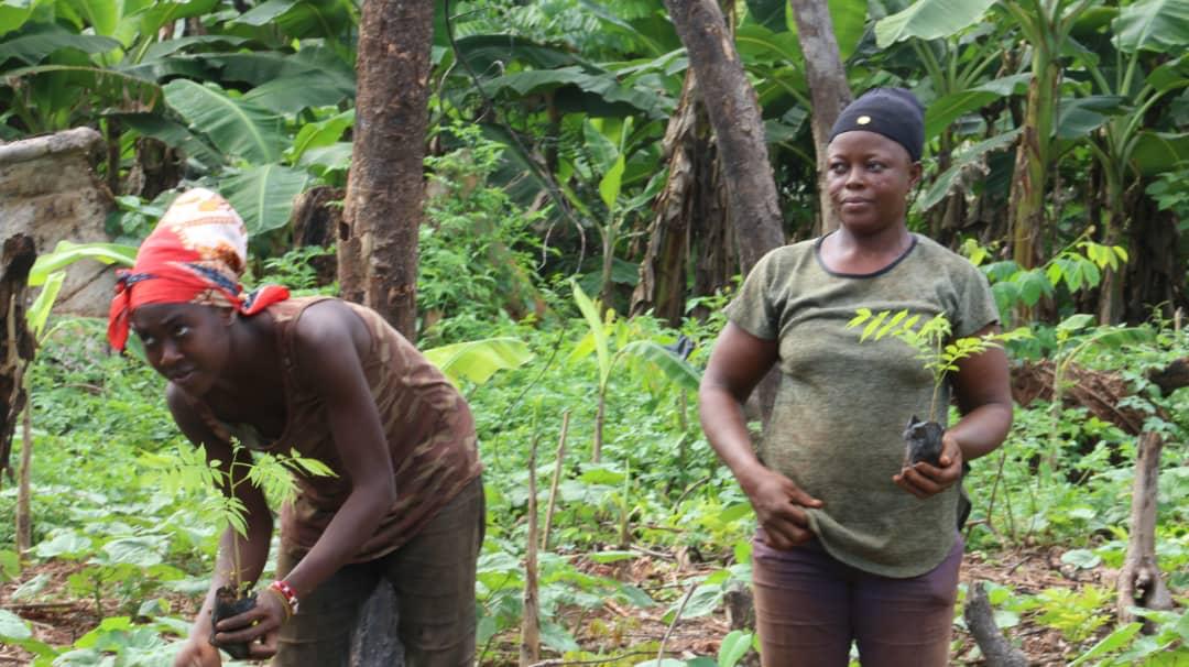 PLYFA women farmers with mahogany seedlings