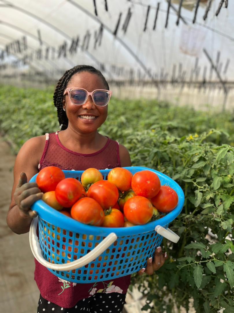 Harvested tomatoes at PLYFA smart farm in Donkokrom