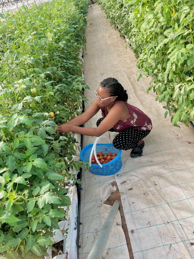 Tomato harvesting activity in Donkokrom greenhouse