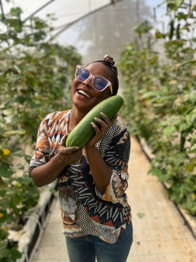 Harvested cucumber from PLYFA smart farm in Donkokrom