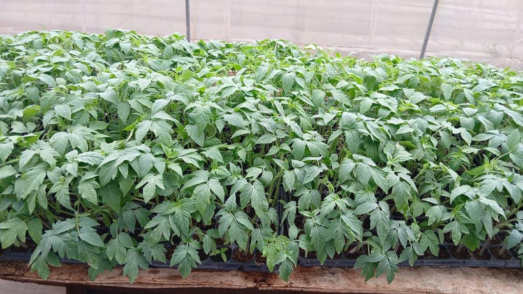 Healthy smart tomato seedlings in nursery trays